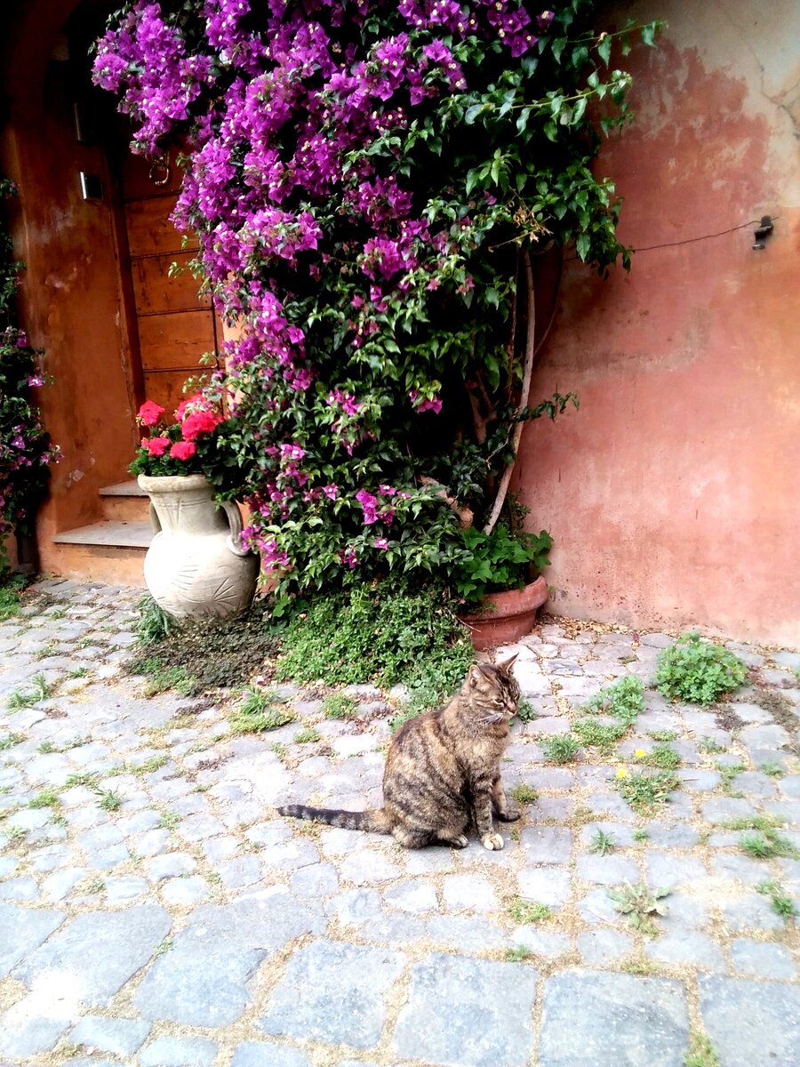 Рим и кот. Фото автора 