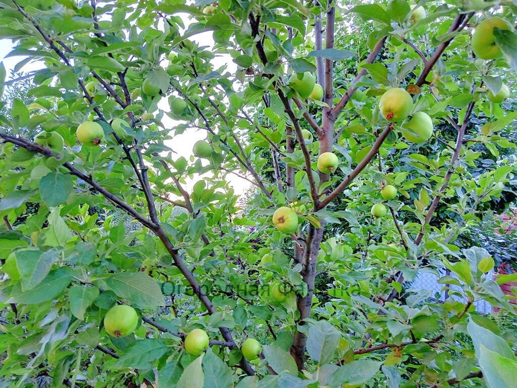 Яблоня раннее утро. Молодая яблоня. Недозрелые яблоки. Яблоня Дачная. Яблоки на даче.