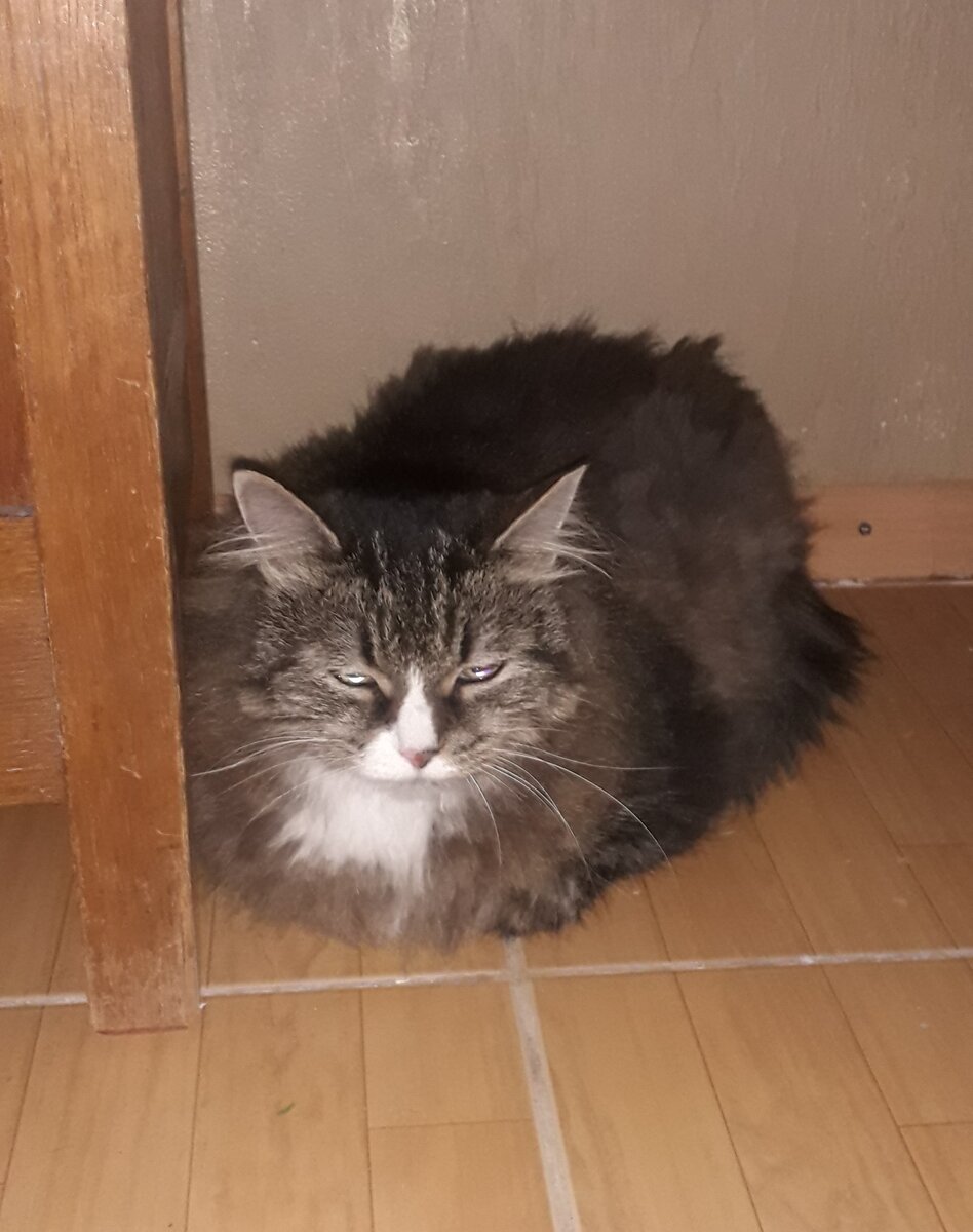 Коша вышла из укрытия. Но всё еще держится поближе к шкафу, под которым пряталась.