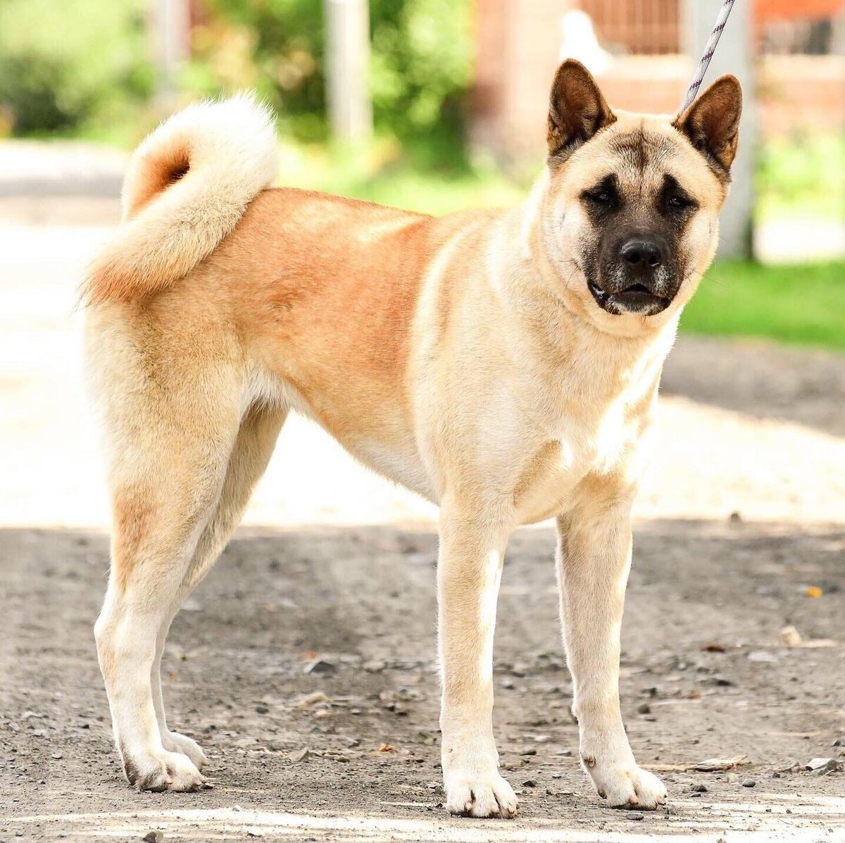 Кемерово, американская акита, девочка, около года  (можно листать)