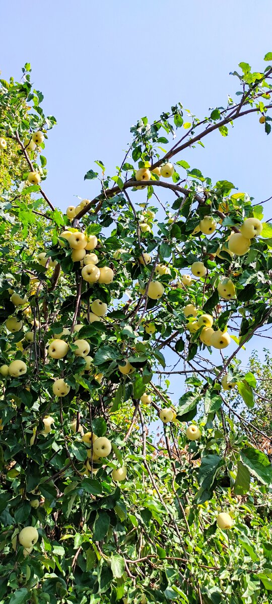 Наши яблоки