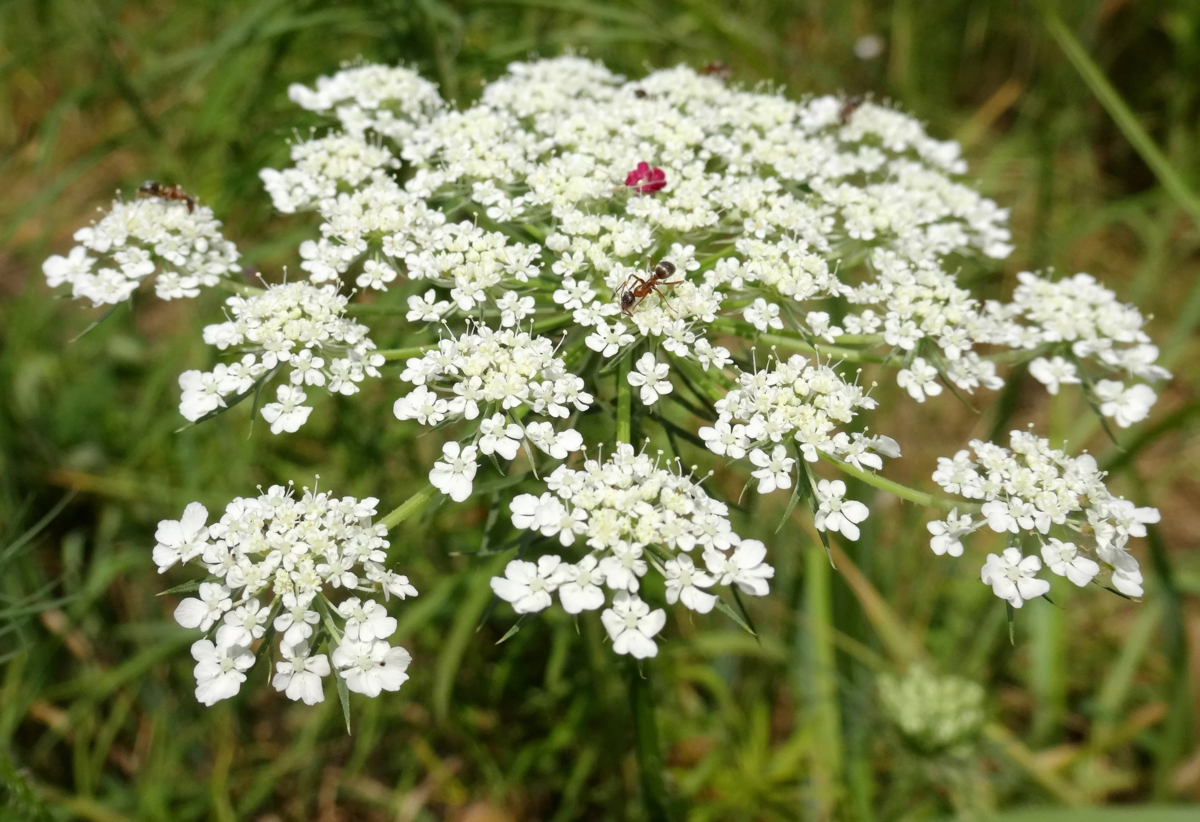 Daucus carota С†РІРµС‚РѕРє