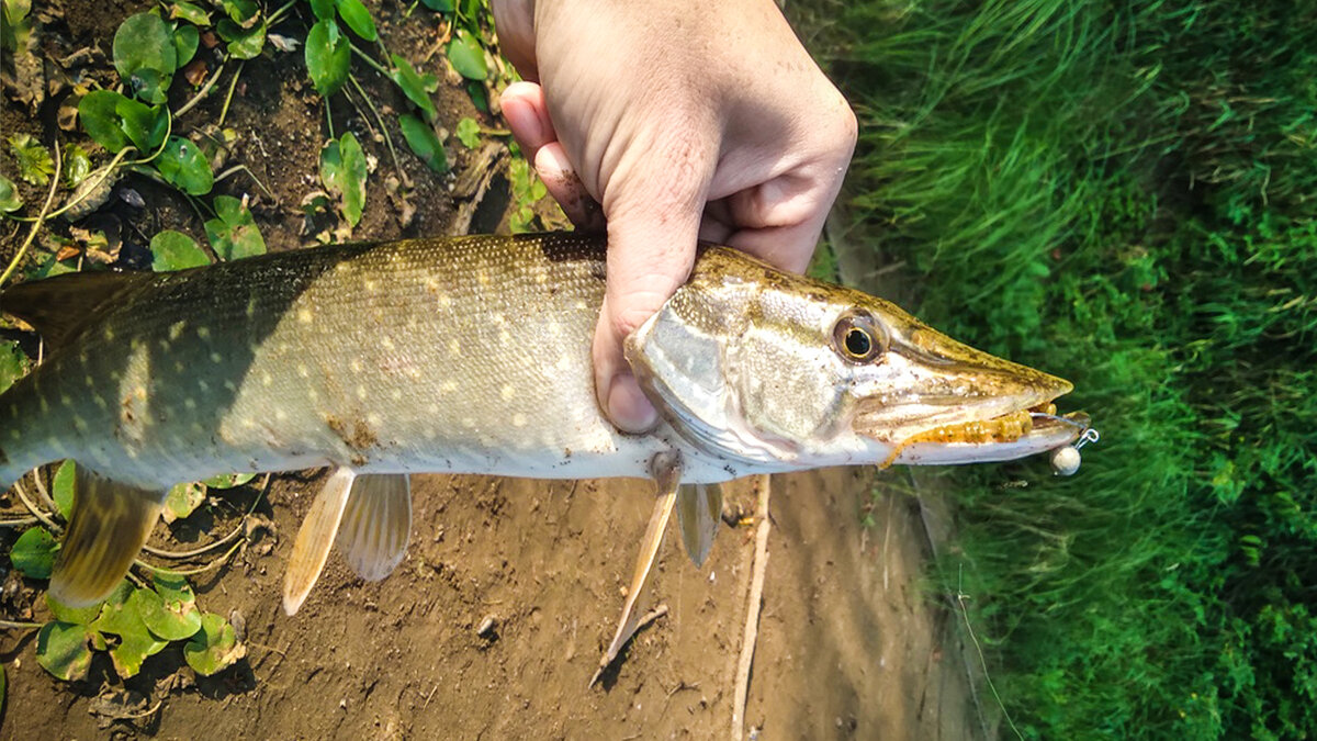 Щука на микроджиг