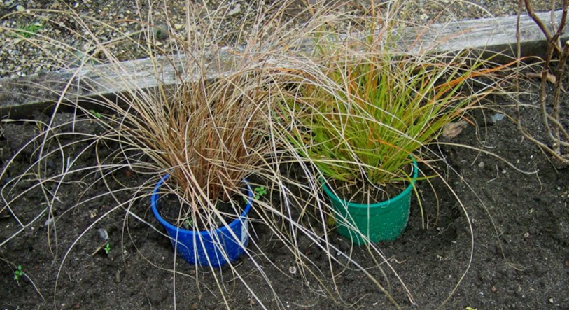 Прикапывание растений в горшках осенью. Фото с https://yablor.ru/