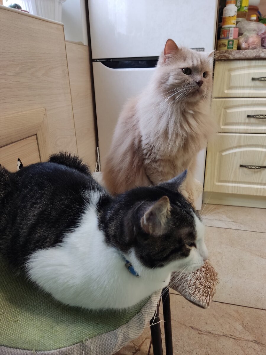 Наши подопечные Саня (котик от бабки) и Джексон