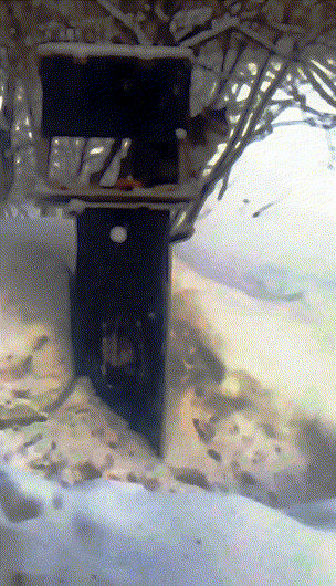 Кошак-кормушечник обыкновенный