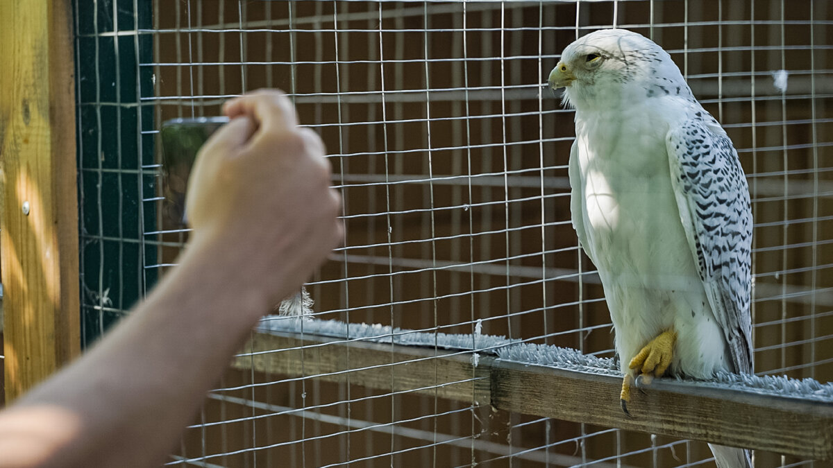 В питомнике хищных птиц заповедника «Галичья гора»