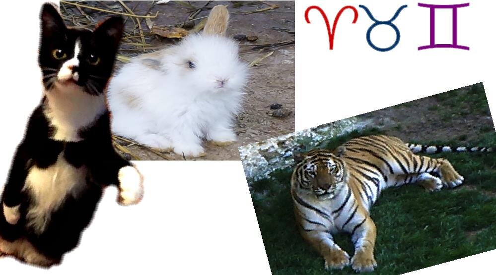 подсказка для всех Кроликов Котов в год Тигра