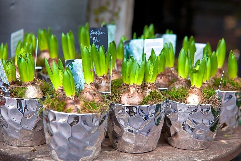 Красиво прорастающие рождественские нарциссы