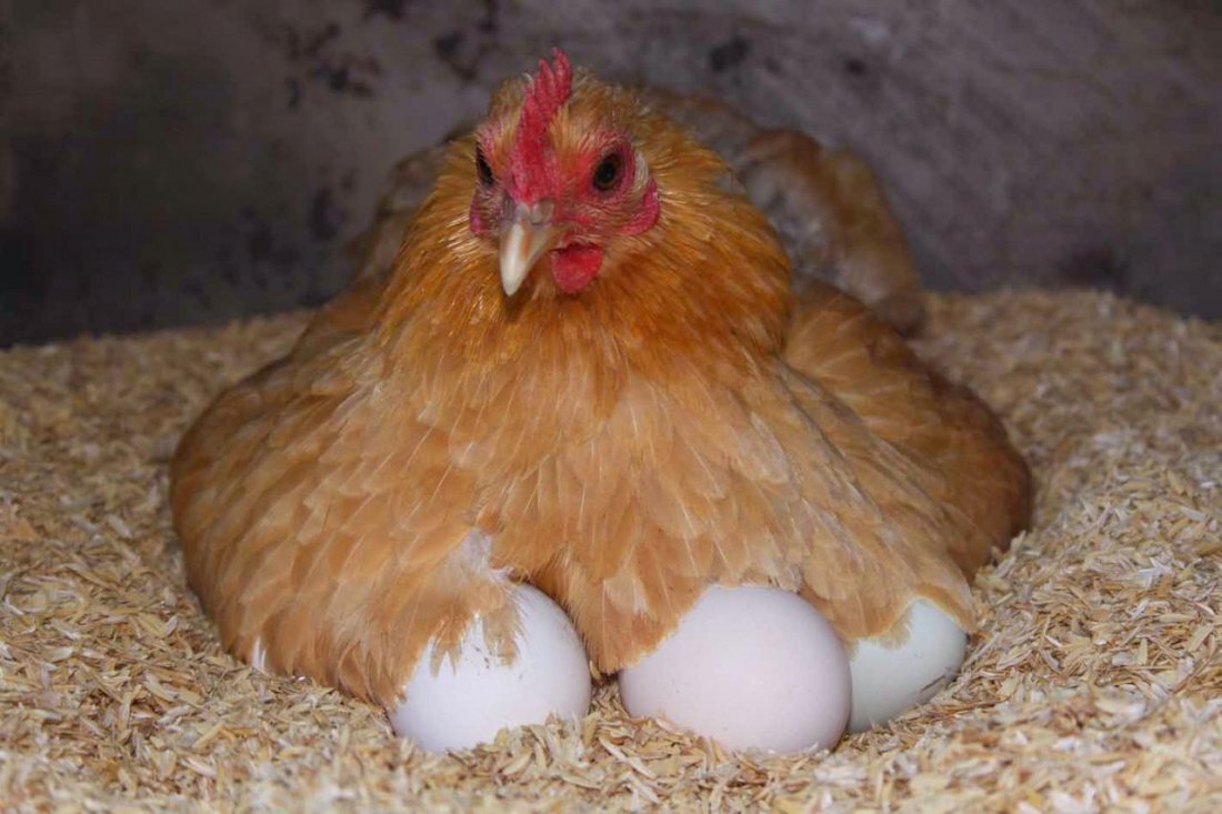 Какие корма выбрать для хорошей продуктивности (фото с сайта gusiyabloni.com)