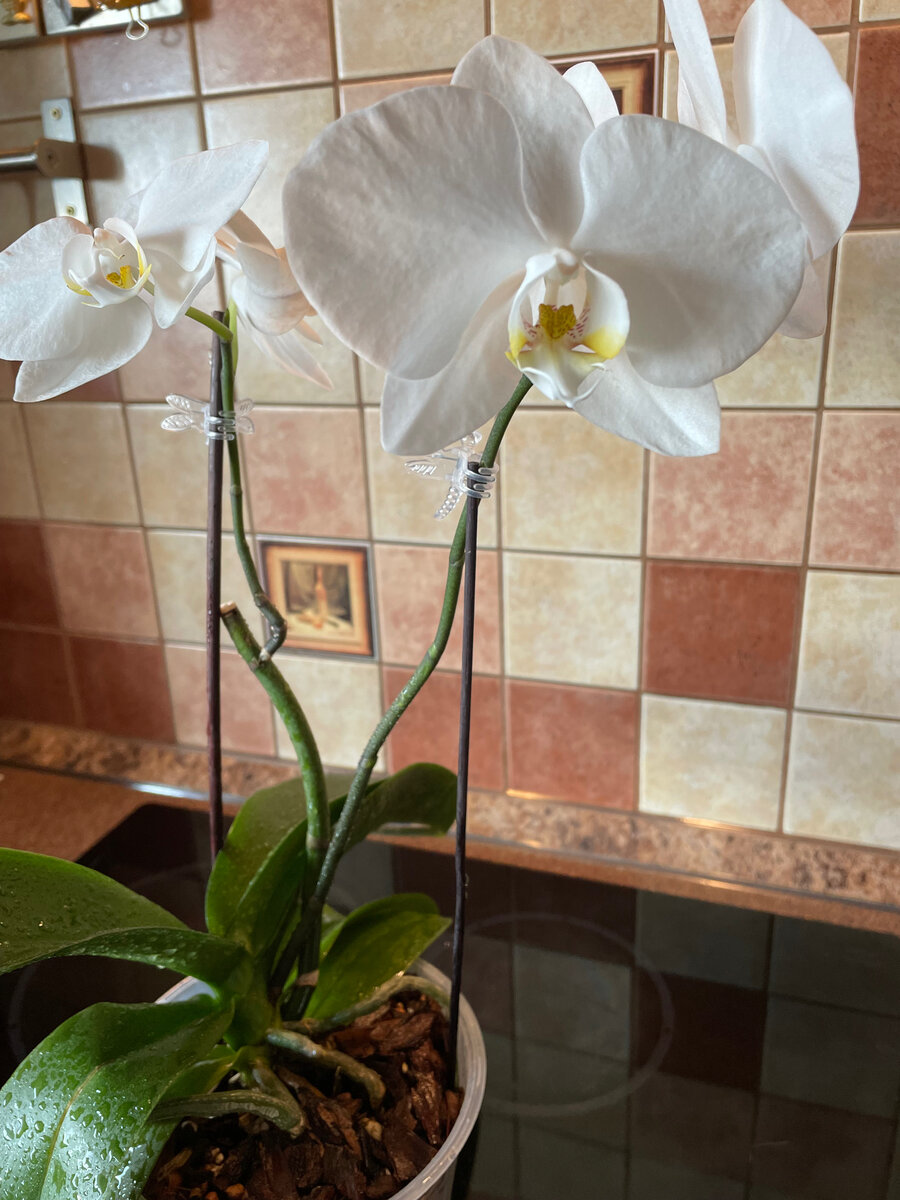 Белая Премиум, листаем