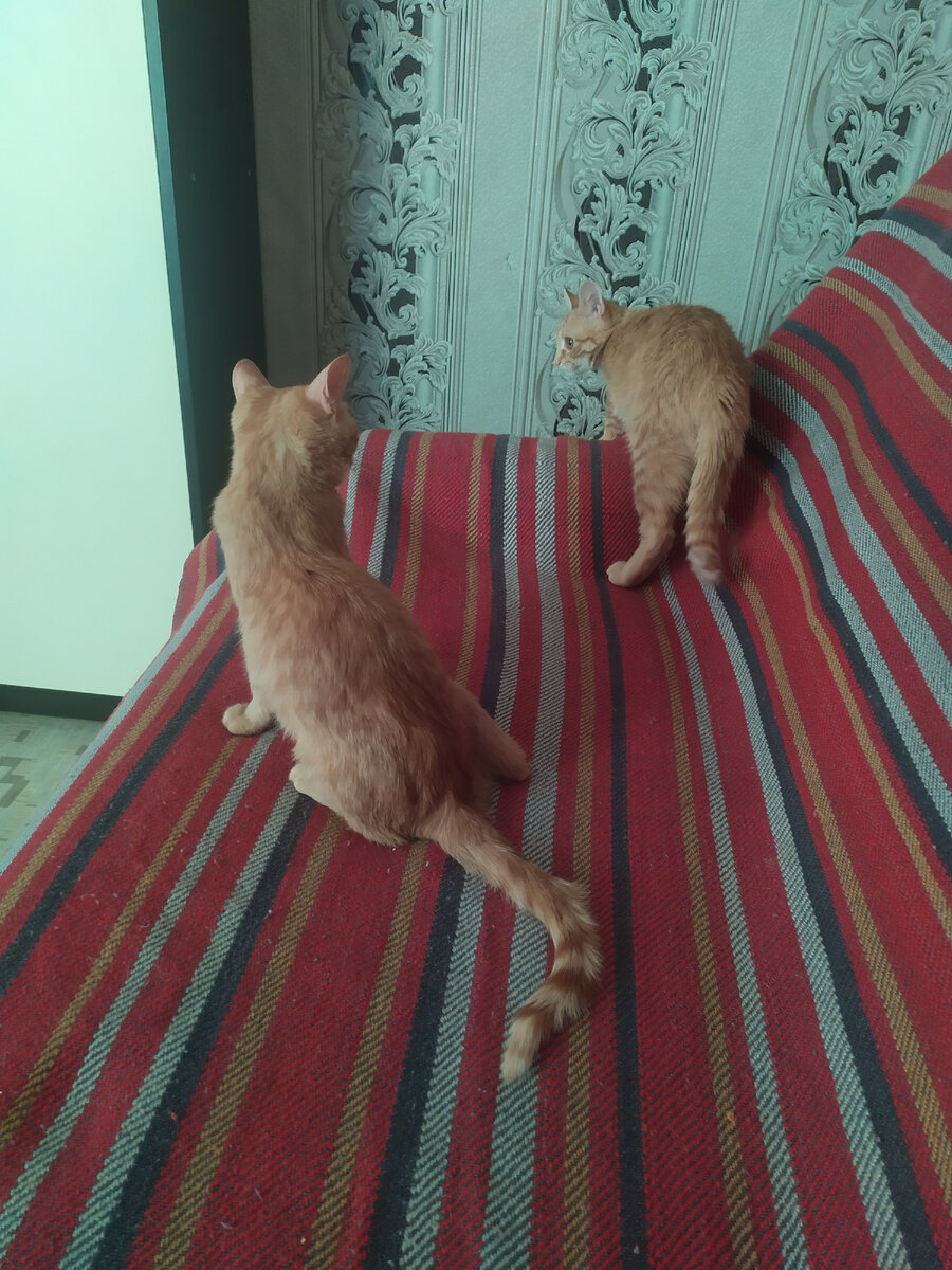 Наши рыжухи! 