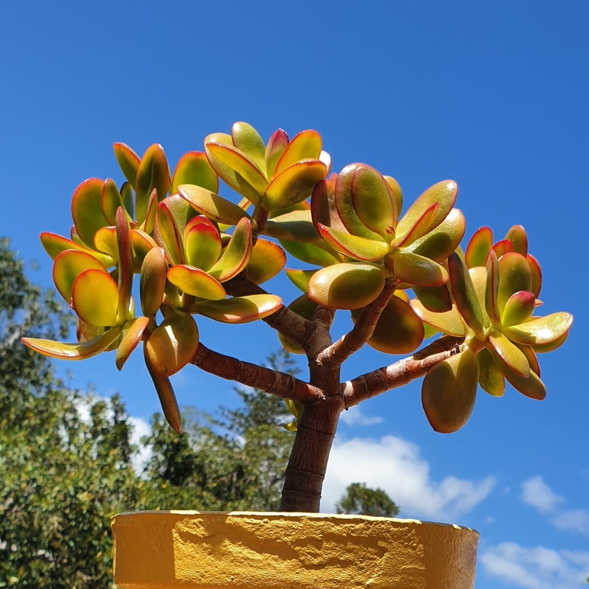 @euphorbiae_canarienses