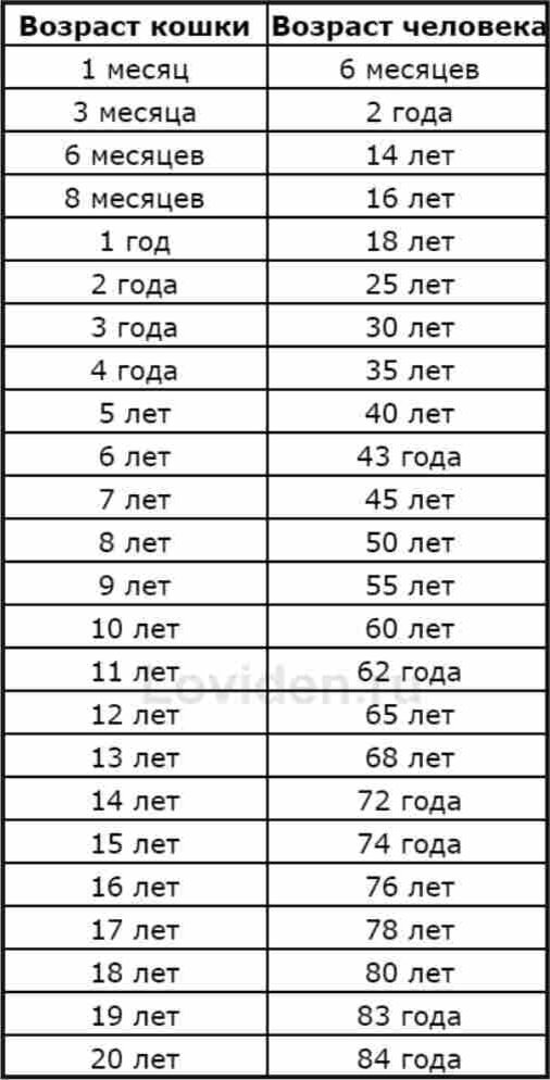 Возраст кошек в переводе на человеческий