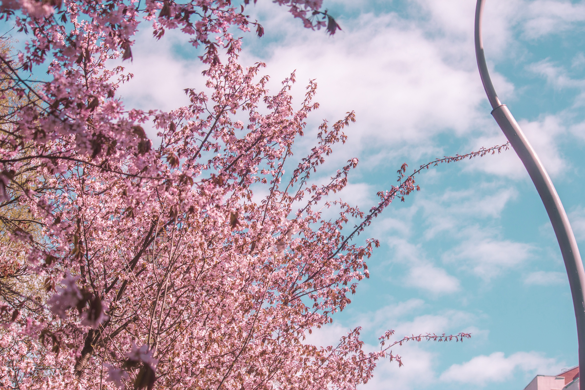 Цветение Сакуры в СПБ. Сакура на Литейном проспекте 2022. В Питере цветет Сакура. Цветение Сакуры в СПБ 2023.
