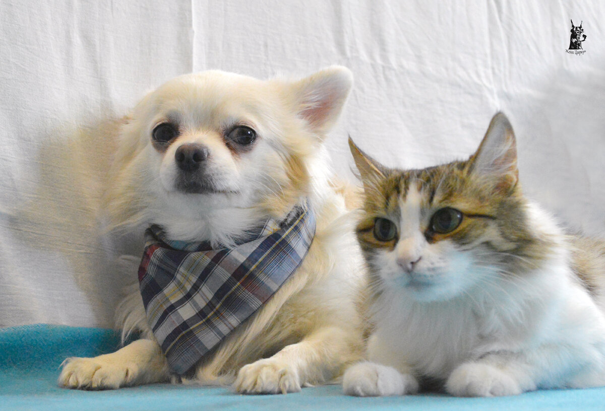 Декстер с Кати