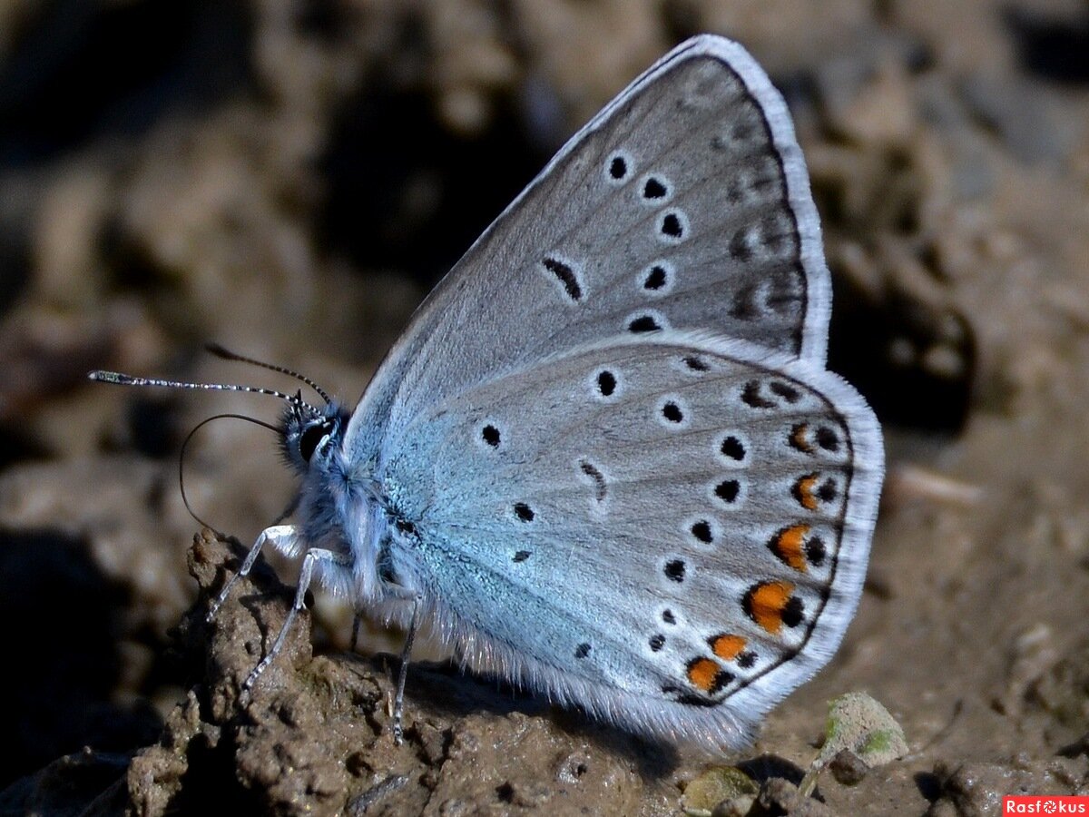 Plebejidea cyane Eversmann, 1837
Отряд Чешуекрылые – Lepidoptera
Статус: (3) редкий вид Красноярского края. Внешний облик. Мелкие бабочки (длина переднего крыла 13-17 мм). Усики булавовидные.-2