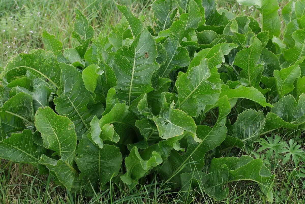 Хрен. Фото Яндекс.Картинки