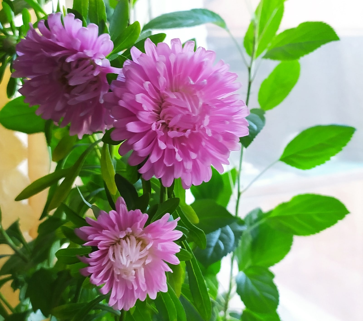 Красивые цветы монпансье 