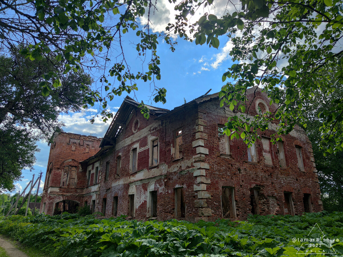 Господский дом потонул в борщевике