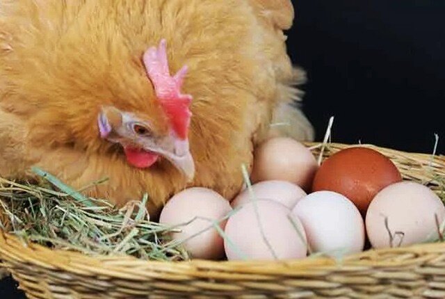 10 способов отучить кур клевать свои яйца и съедать их 🥚🐔🤔