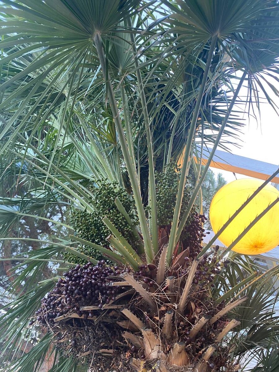 Финик