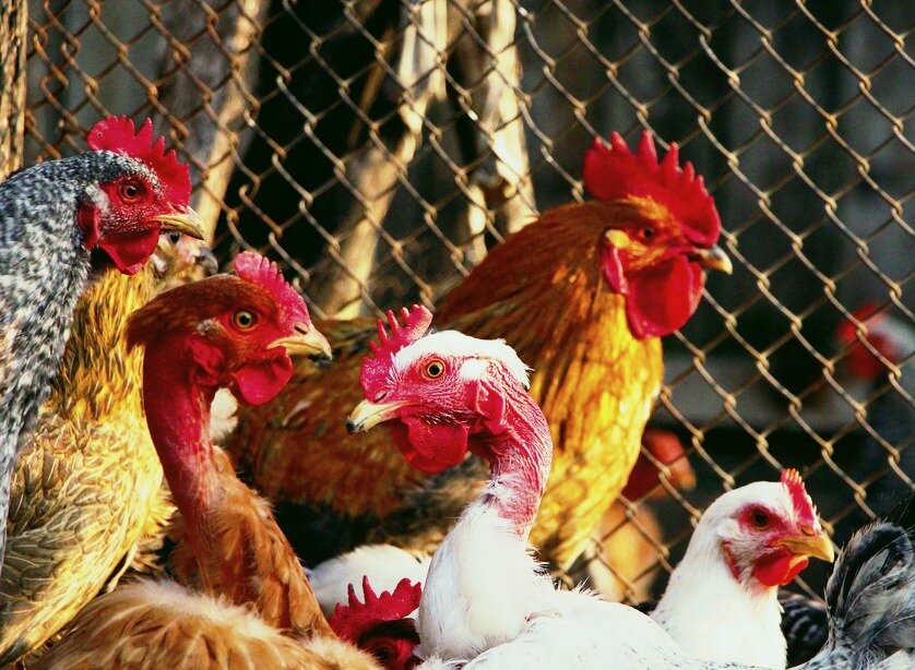 Сельский дворик