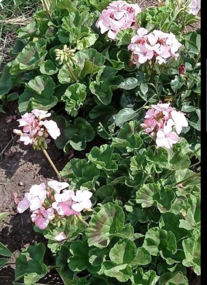 пеларгония и роза июль 2022