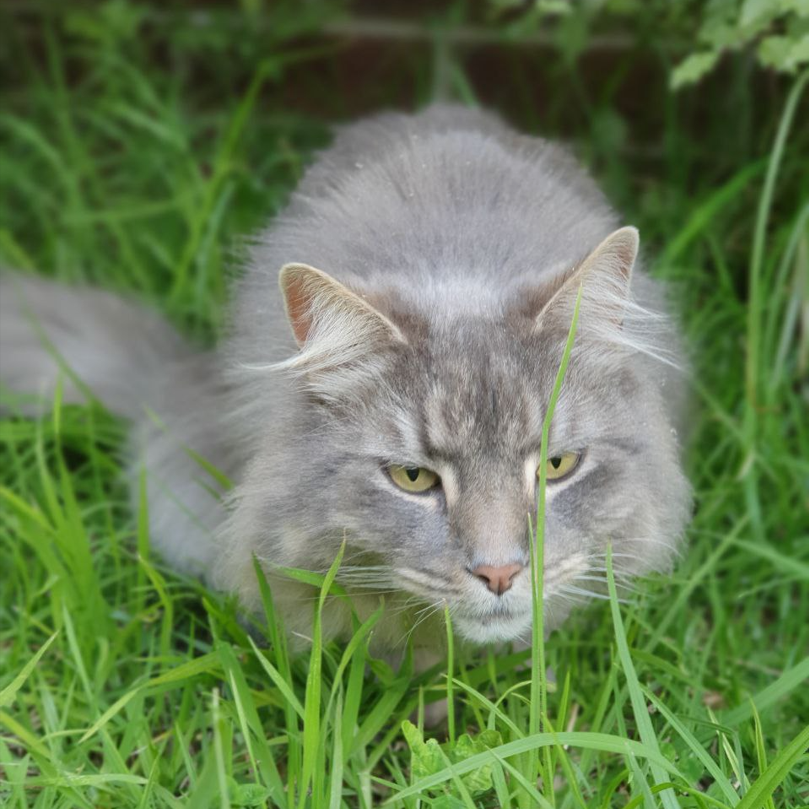 Кот, земное имя - Герасим. Имя души - Мортурис.