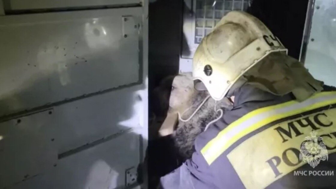     Жителей Костромы испугал бегающий по улицам медведь. Спасатели пытались поймать его, но косолапый, испугавшись, взобрался на дерево.