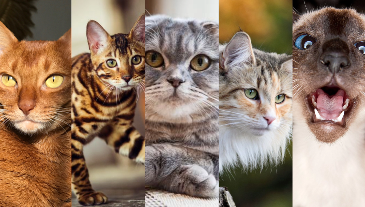 Независимые»: 5 пород кошек, которые не любят сидеть на руках | Будни  ветеринарного врача | Дзен