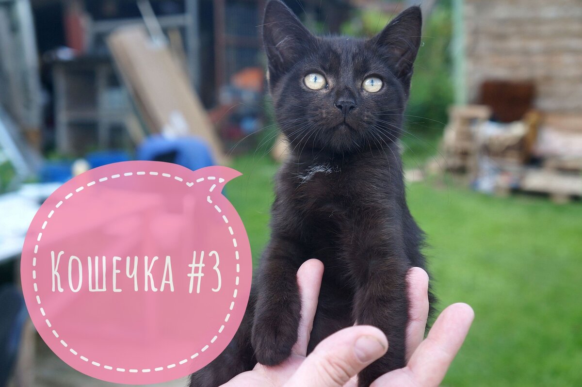 Котик уголек. Котёнок уголёк