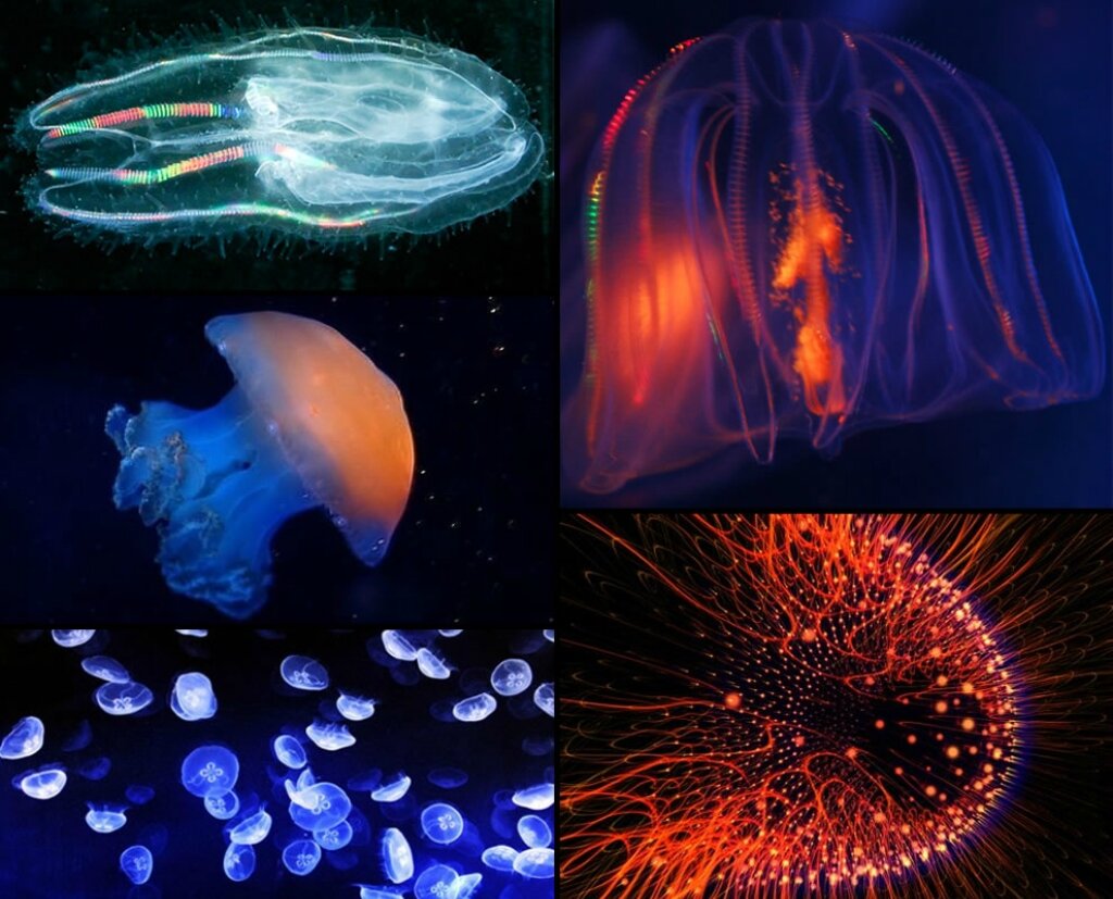 Скопление живых организмов. Биолюминесценция гребневиков. Медуза Гребневик. Биолюминесценция кишечнополостных. Биолюминесценция медузы.