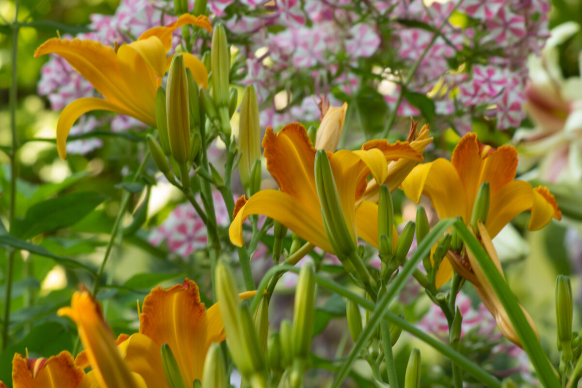 Лилейник Франс Хальс и флокс Наталия