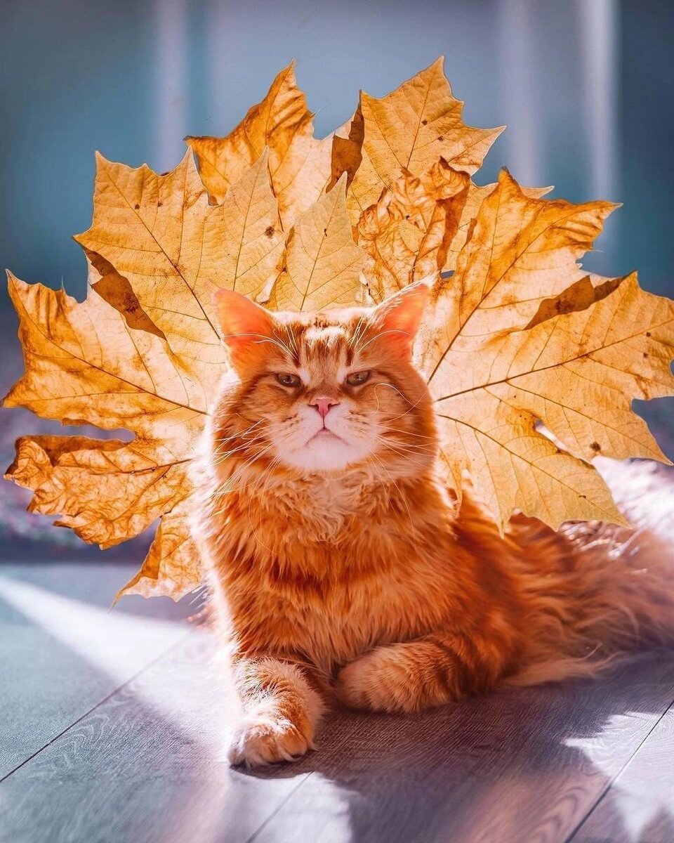 Свободный доступ 