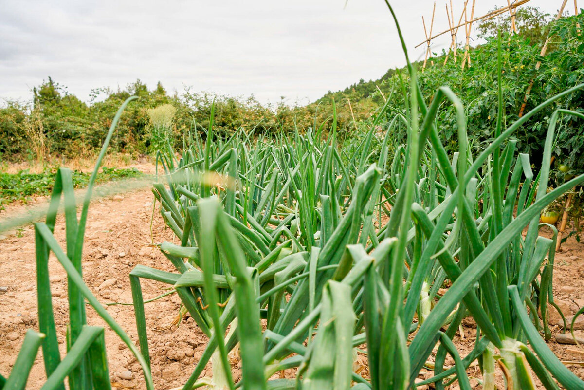 Лук на садовом участке