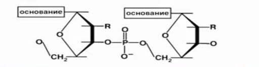 «Почему углеводы не могут выполнять функцию хранения информации?» — Яндекс Кью