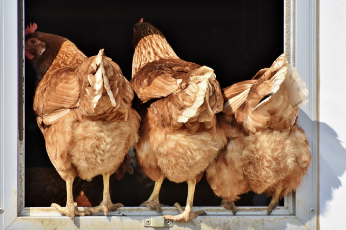    Продуктивные куры-несушки вывели в лидеры Волгоградскую область