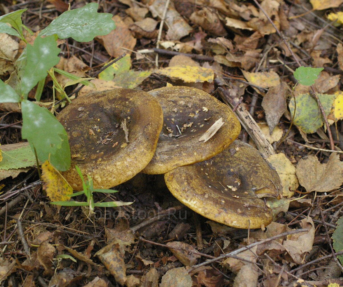 Вот это фото послужило источником острых переживаний (фото И.Лебединского)