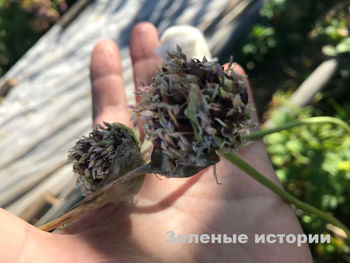 Лучший посадочный материал в принципе - это бульбочки