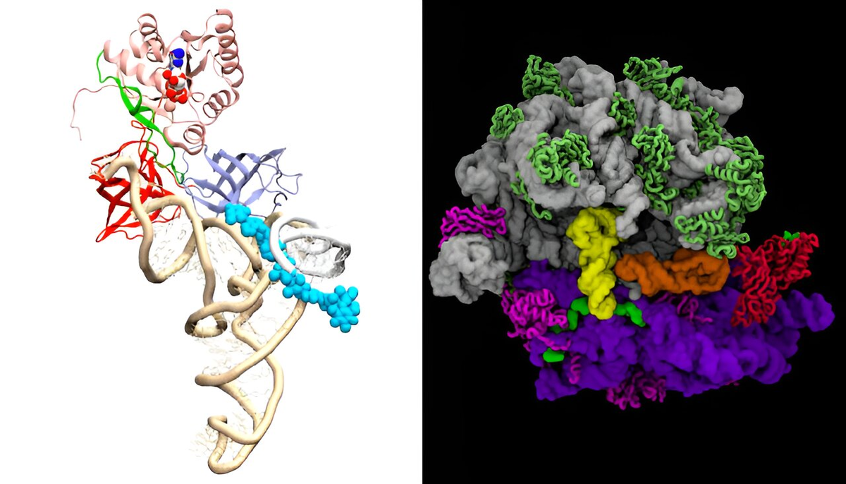 Изображение слева: антибиотик эвернимицин (светло-голубой) взаимодействует с молекулами трансферной РНК (золотистыми) в рибосоме бактерий. Изображение справа: "неправильная" трансферная РНК (оранжевая) перемещается в рибосому без антибиотика. Иллюстрация: Nature Communications (2023).