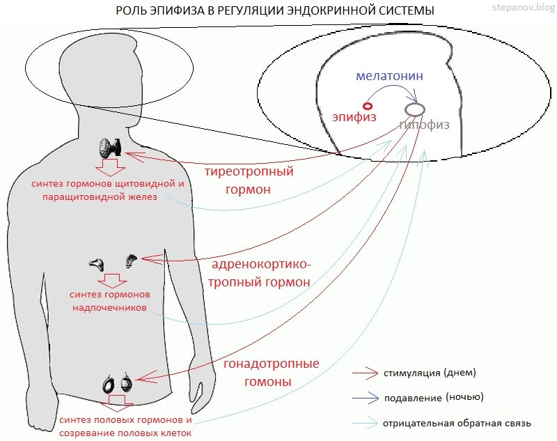 Цикл боли. Цикл Луны и менструальный цикл. Лунный цикл влияет на месячные. Влияние Луны на жизненный цикл. Влияние Луны на менструацию.