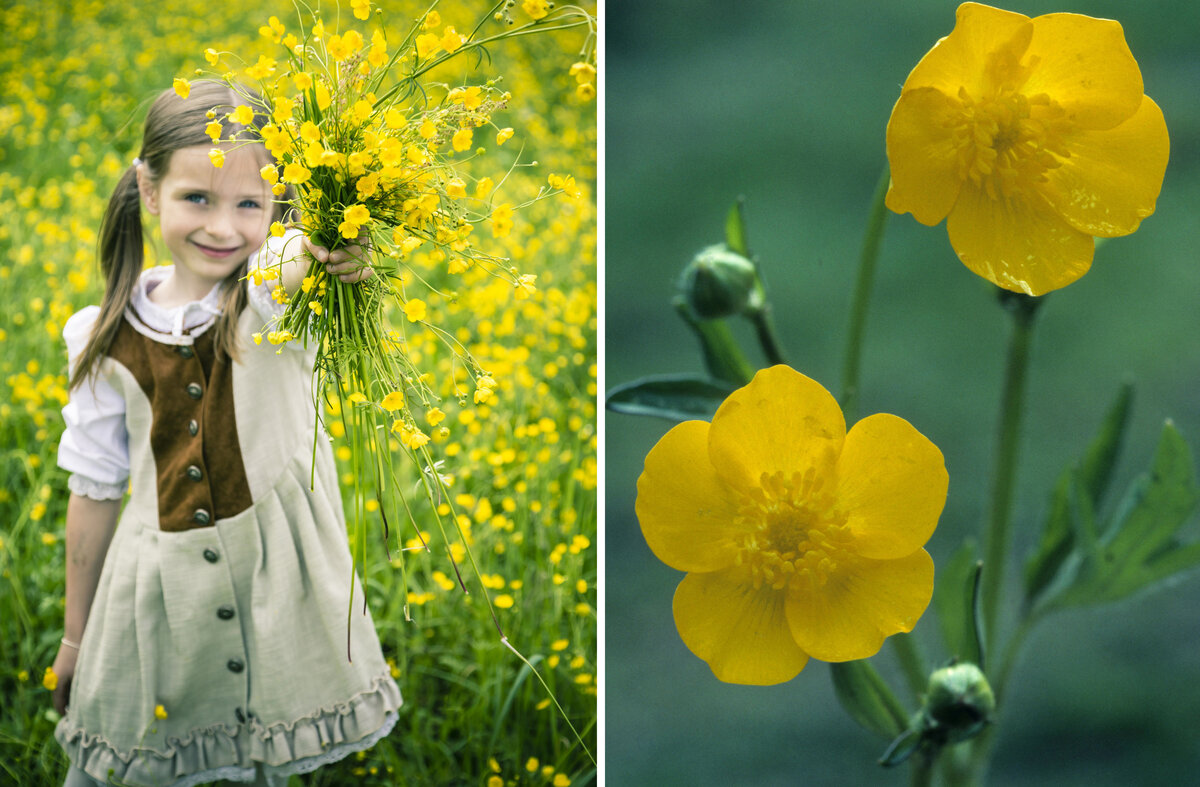 Куриная слепота - фото и картинки: 67 штук