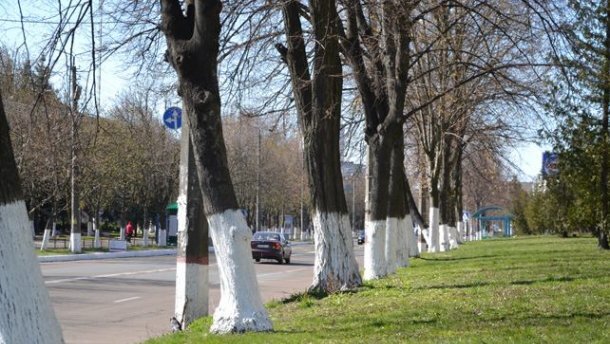 Побелка деревьев в городе