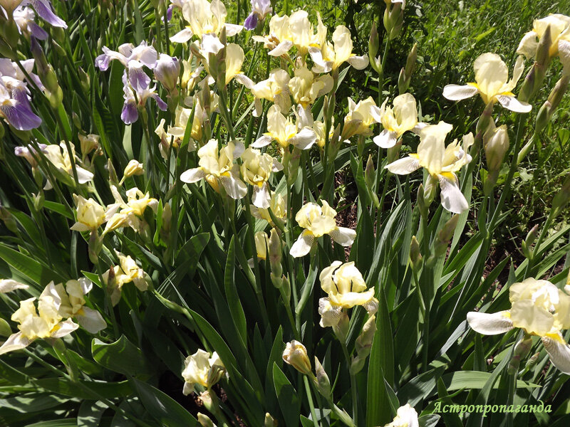 Фото Нины Стрелковой. Ирисы для Рака.