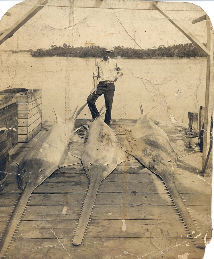 Три гигантских пилорыла, пойманные вблизи Марко-Айленд, штат Флорида в конце 1920-х