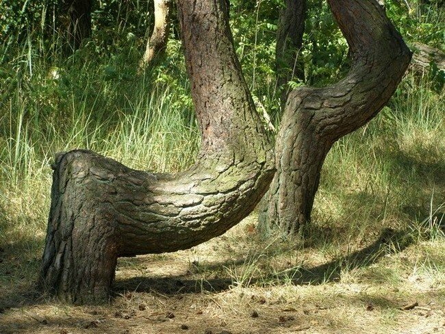 Криво растут деревья. Сухое дерево. Кривой лес (crooked forest) польша. Танцующий лес тырново рязанская область. Кривой лес (crooked forest) польша.