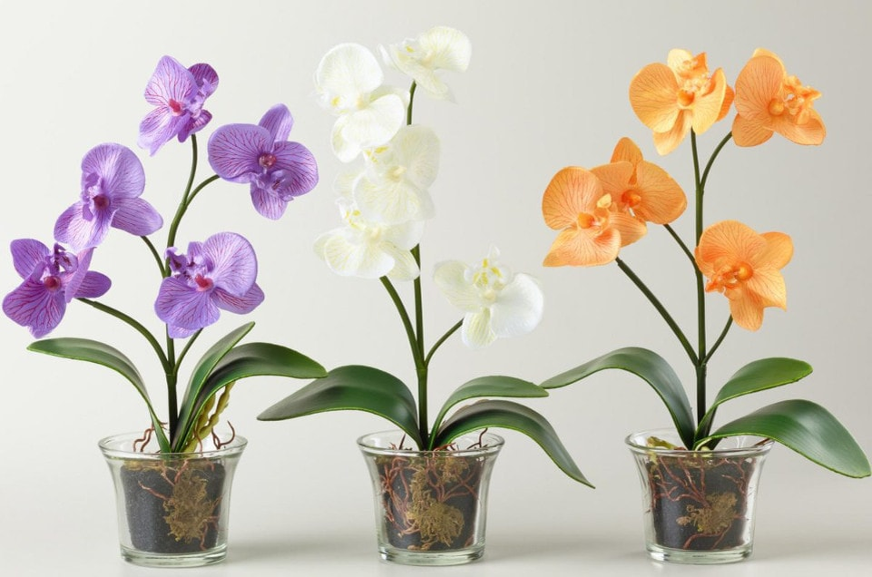 Орхидея Фаленопсис: уход в домашних условиях после магазина
