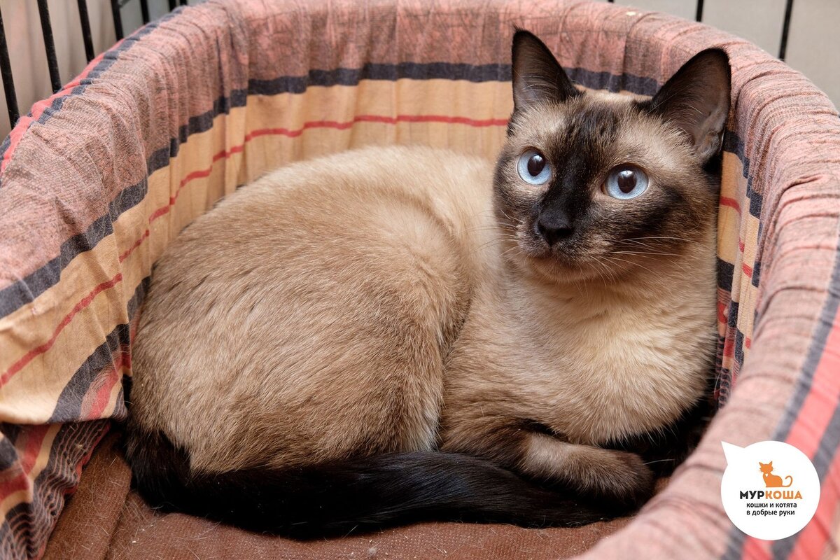 Рита, 4 года. Жила в частном доме в деревне, когда хозяева продали дом - оказалась никому не нужной. Серьезная, внимательная, аккуратная. С другими кошками отношения натянутые, потому пристраивается одной кошкой в семью.