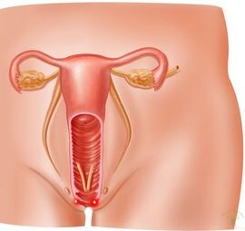 Согласно данным многочисленных исследований и информации, полученной от гинекологов, средняя глубина влагалища жительниц РФ составляет от 10 до 13 см, но может в возбужденном состоянии после выделения смазки растянуться еще на несколько сантиметров.